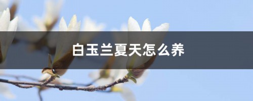 白玉兰夏天怎么养