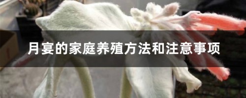 月宴的家庭养殖方法和注意事项